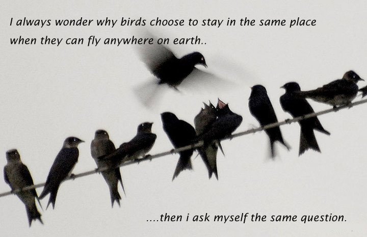 Good-Birds-Sayings.jpg