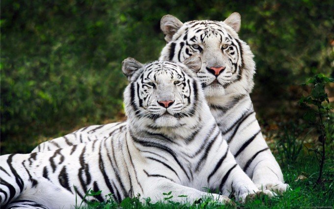 White-Tiger-4K-Wallpaper-680x425.jpg