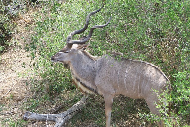 KNP Satara-Lower Sabi 2009 536.JPG