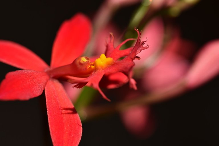 epidendrum ibaguense 1.jpg