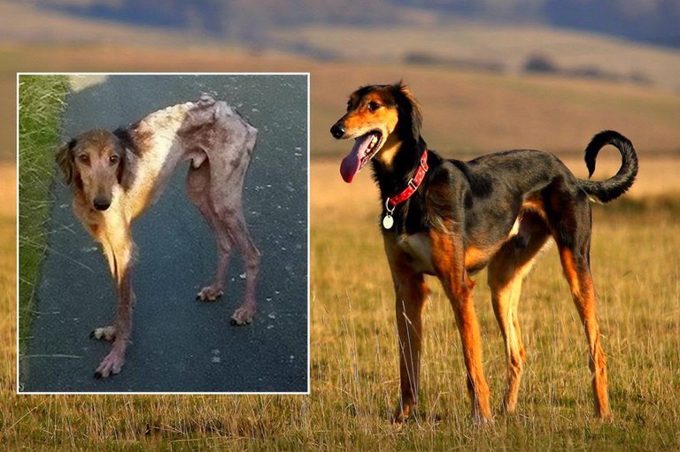 increible-recuperacion-de-un-perro-abandonado-que-fue-rescatado-cuando-estaba-punto-de-morir-de-hambre-01.jpg