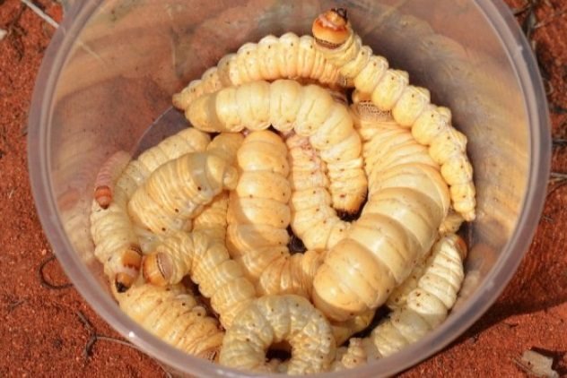 witchetty-grubs.jpg