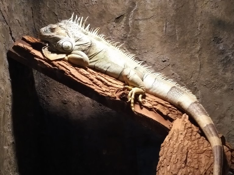 Green Iguana.jpg