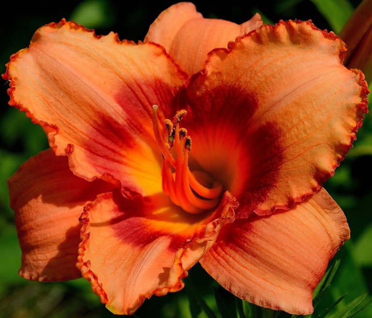 daylily-183294_960_720.jpg