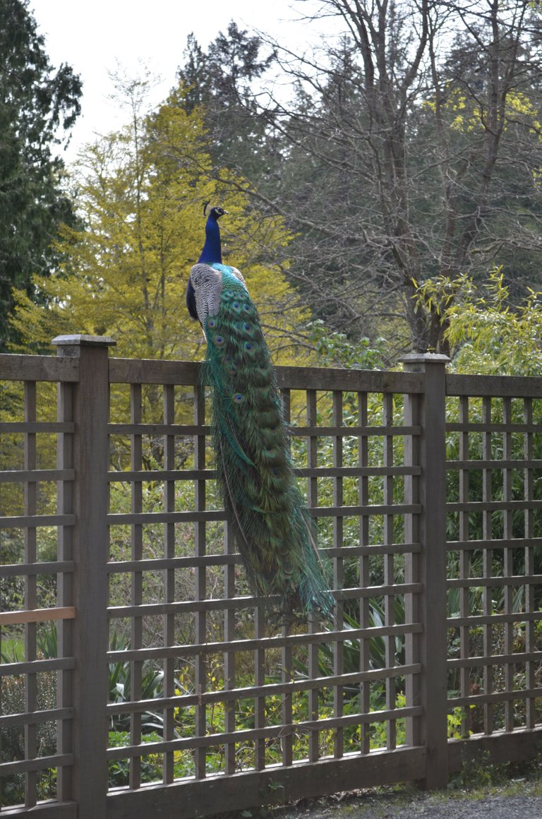 Peacock2.jpg