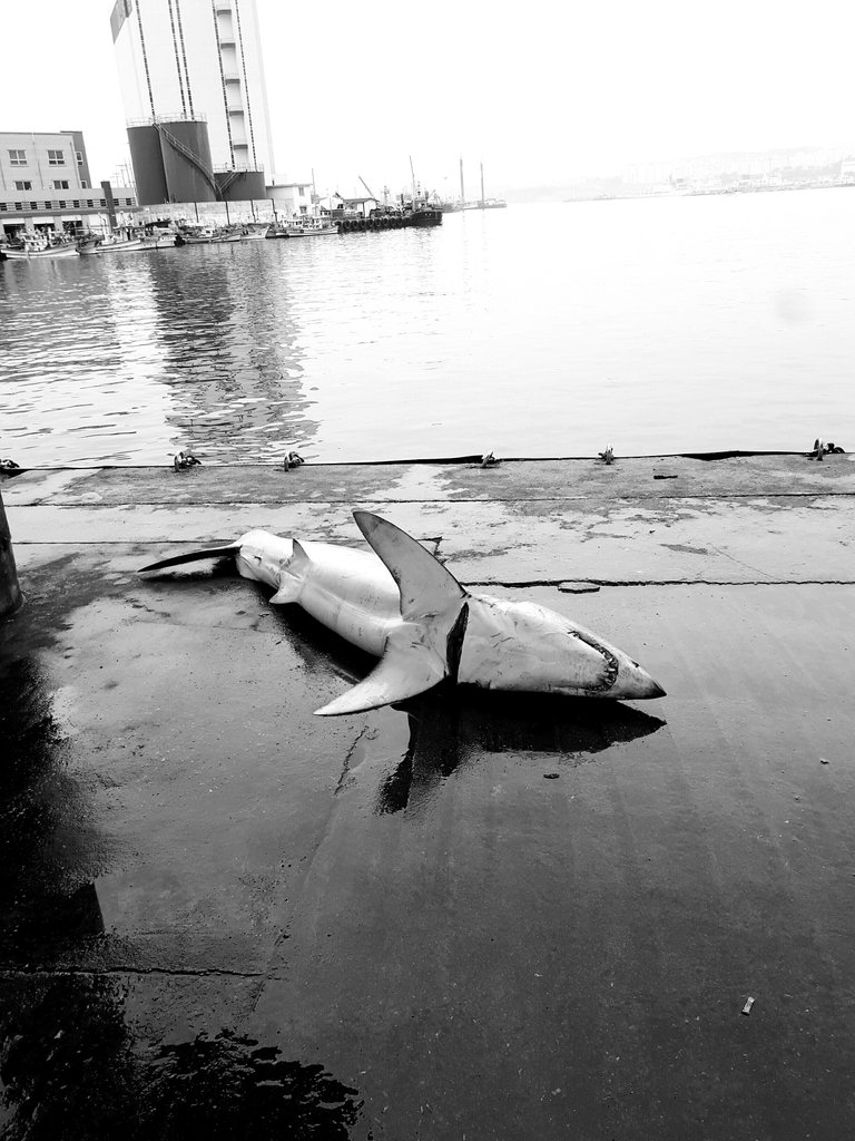 BlackandWhite1.jpg