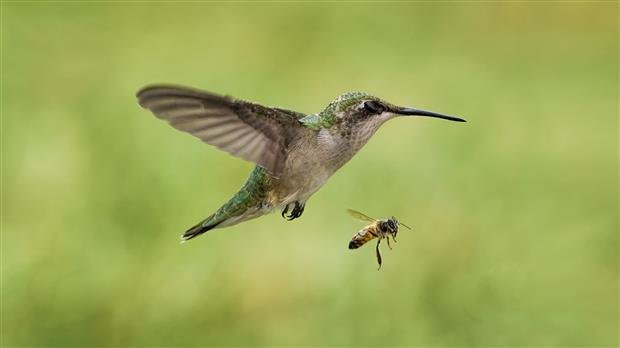 The-Bee-hummingbird.jpg