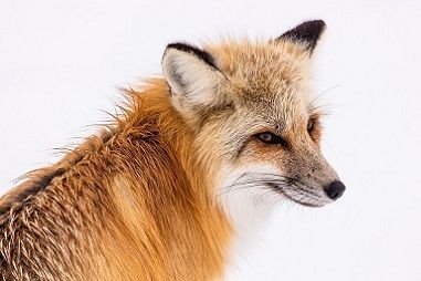 red-fox-redim5.jpg