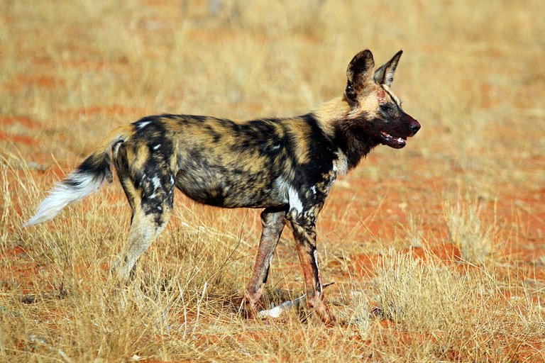 800px-African_wild_dog_%28Lycaon_pictus_pictus%29.jpg