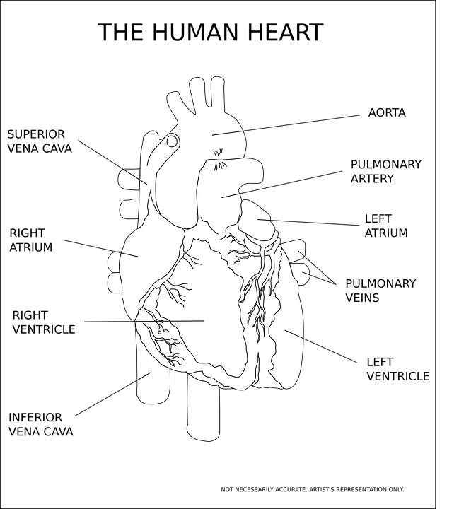 heart-147390_960_720.png