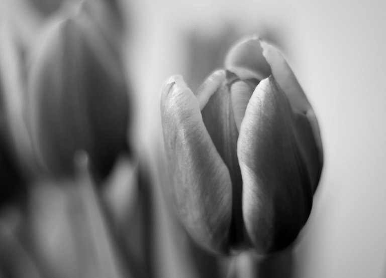 B&W Tulip.JPG