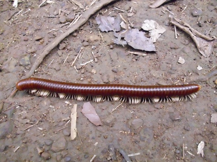 millipede.jpg