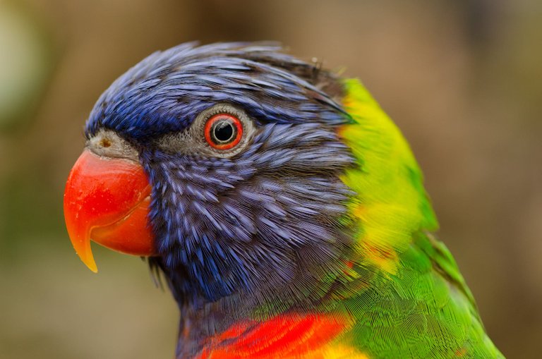 nature-bird-flying-red.jpg