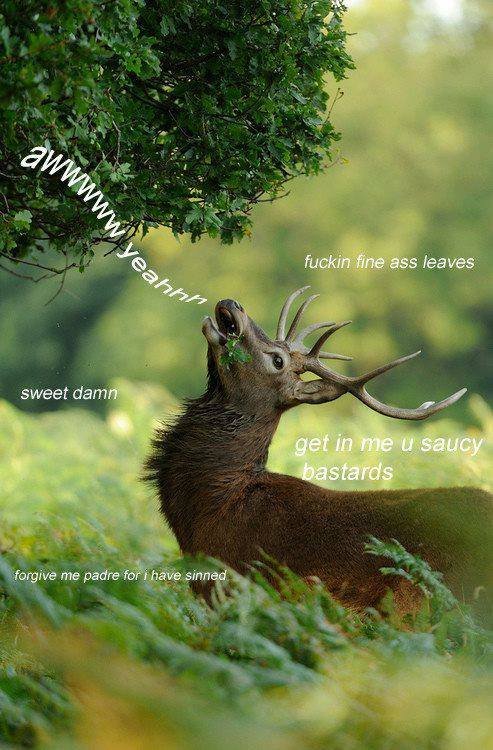 saucydeer.jpg