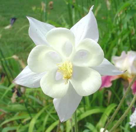 Natural Beauty Flowers.jpg