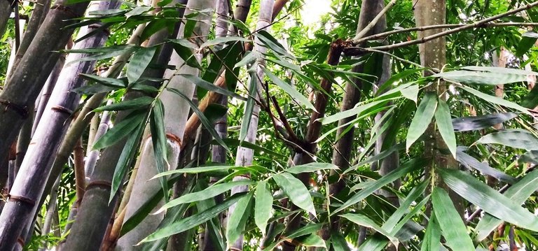 bamboo-trivandrum-zoo-high-contrast (1).jpg