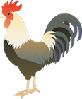 Chicken vector.png