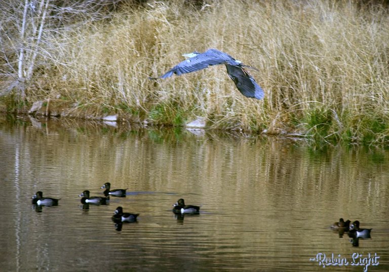 photo by Robin Light Blues perspective.jpg