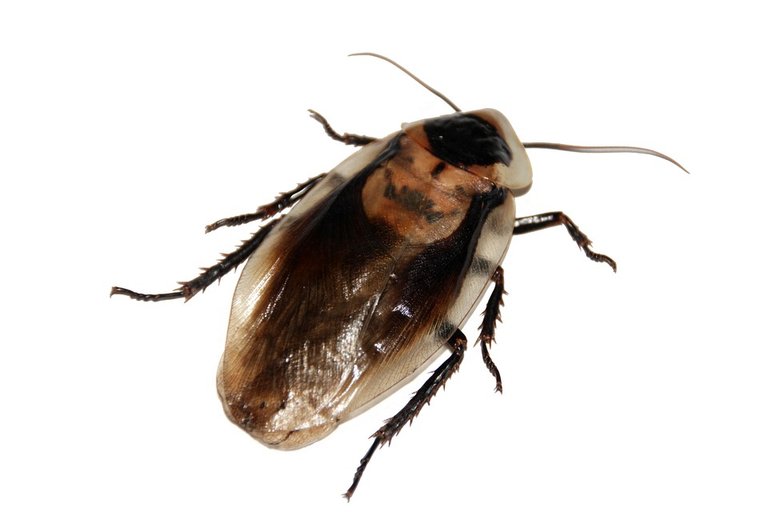 cockroach-566712_960_720.jpg