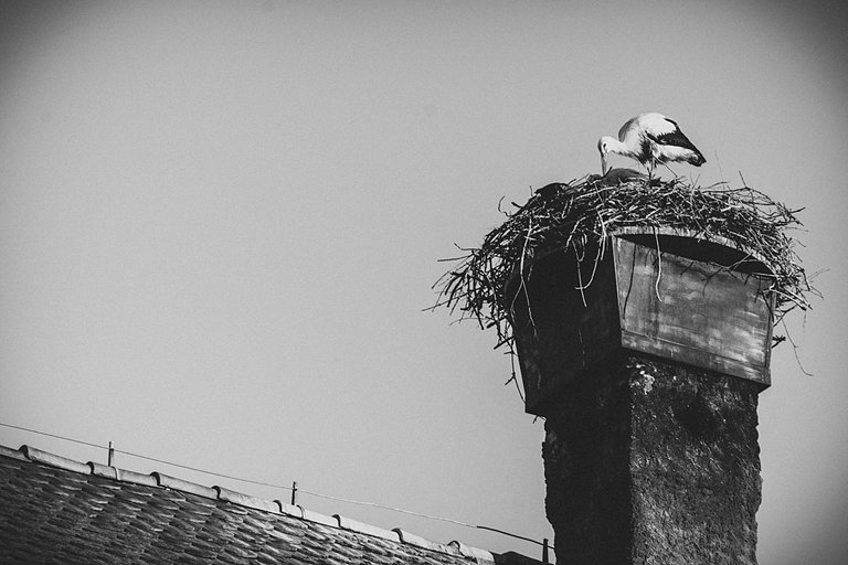 Storks (2).jpg