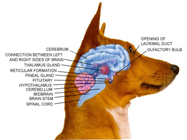 dog-brain.jpeg