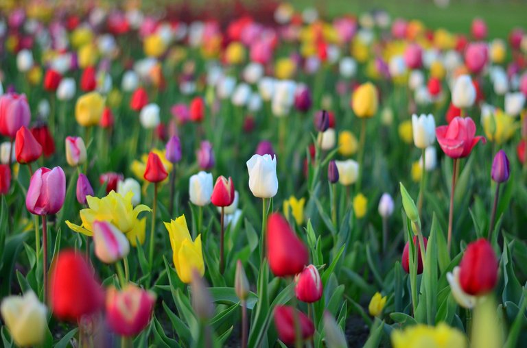 tulips-2402228_1920.jpg