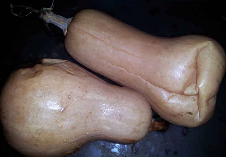 Butternut Squash.steamed 1700.JPG