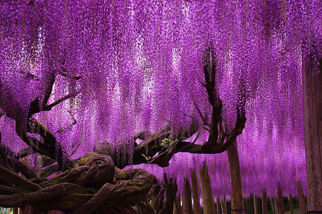 144-Year-Old-Wisteria-In-Japan.jpg