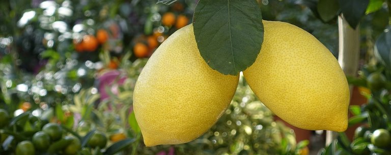 lemons-3334753_1280.jpg