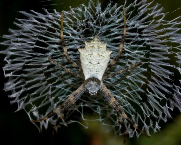 spiders-decorate-webs_10132_2_1512945469.jpg