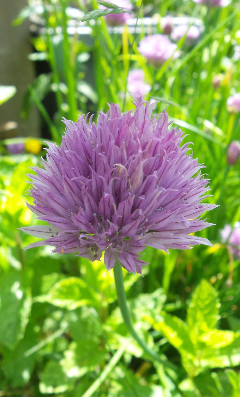 chives.jpg