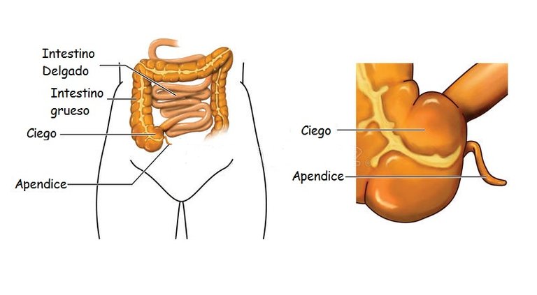 intestino-ciego-y-apéndice-25232920.jpg