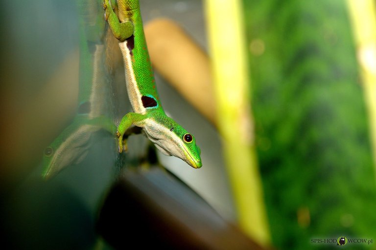 Phelsuma quadriocellata.jpg