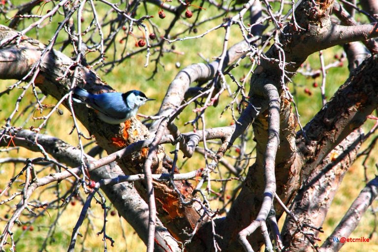 white-breasted nuthatch PFW22-sa0059.JPG