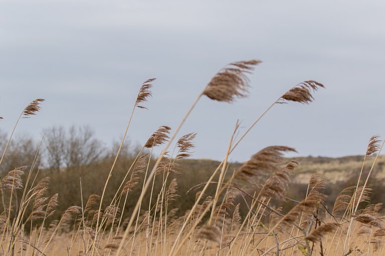 amsterdamse-waterleidingsduinen-7.jpg