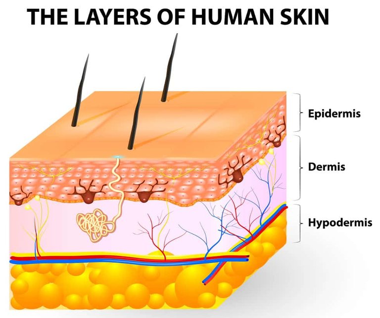 The-Layers-of-human-skin-epidermis-dermis-hypodermis.jpg