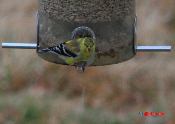 American Goldfinch PFW20-25-0063.JPG