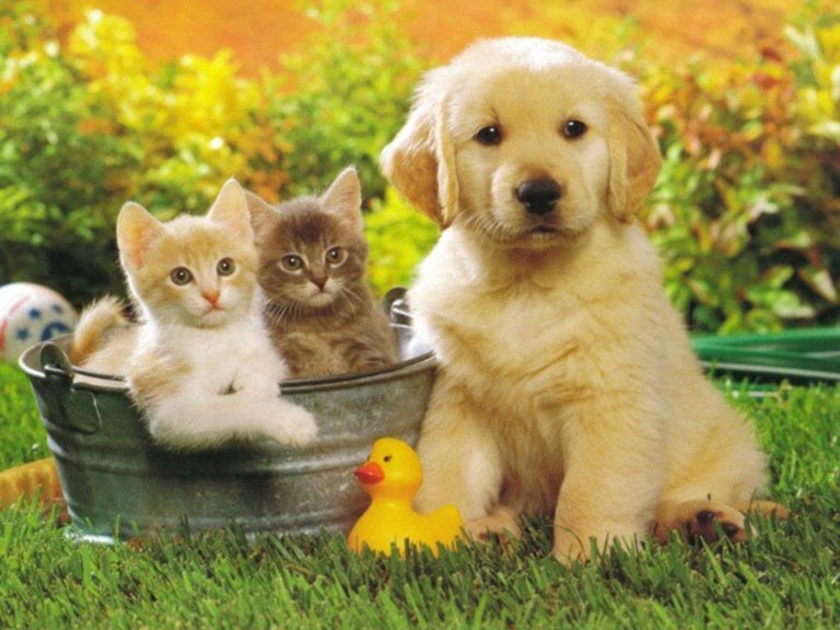 beautiful-cat-and-dogs-together.jpg