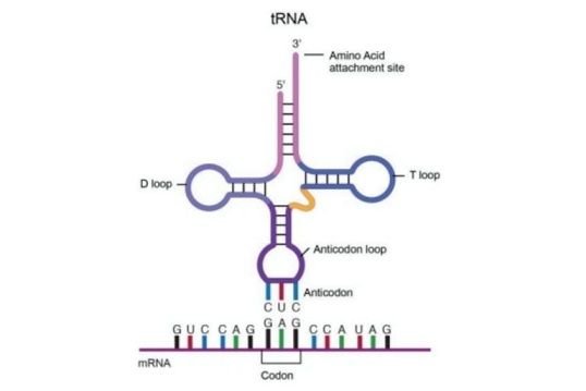 tRNA_lg-5864358b5f9b586e027b5e5e.jpg