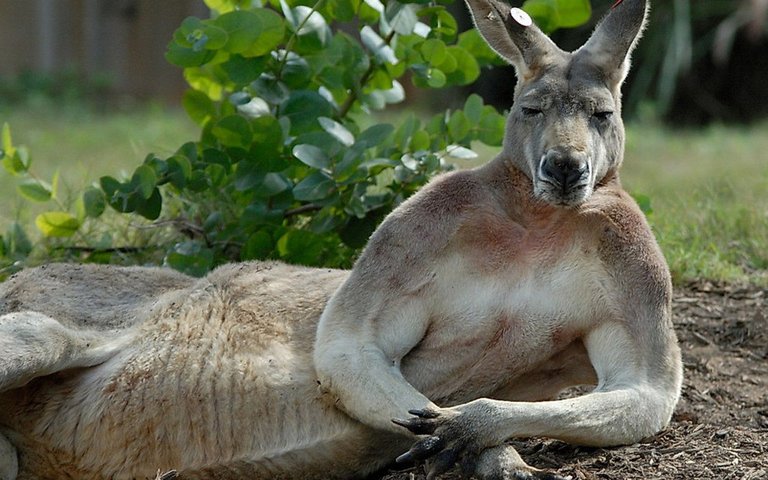Funny-Kangaroo-sitting-Posture.jpg