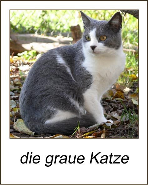 graue Katze.jpg