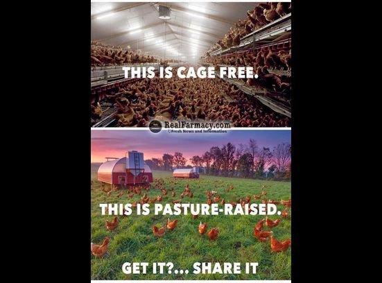 cage free vs free range.jpg