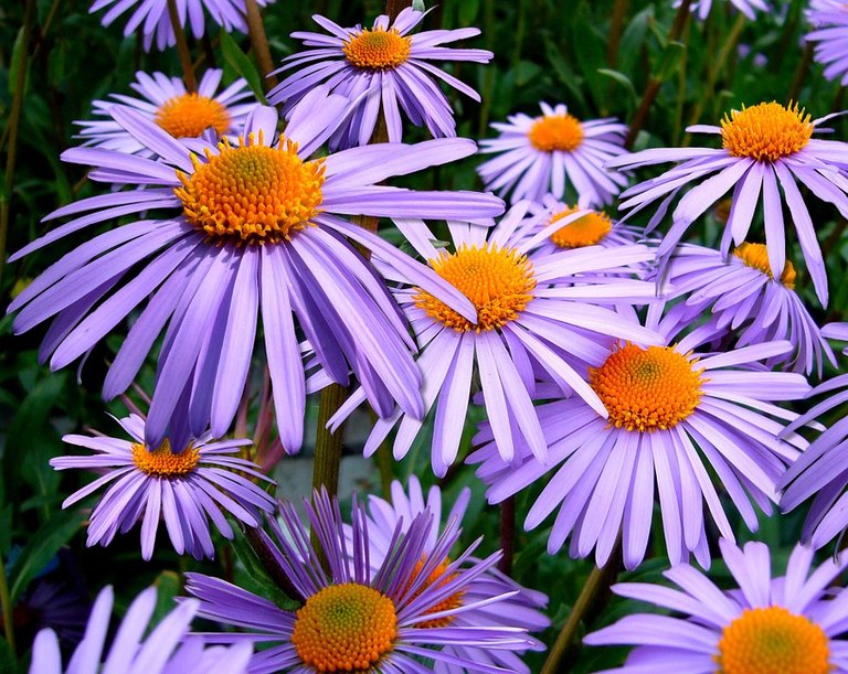 aster-tongolensis-57764_960_720.jpg