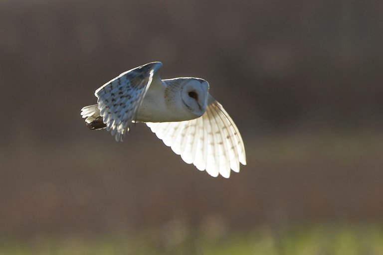 Barn Owl_9270.jpg