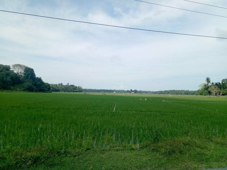 Sawah.jpg