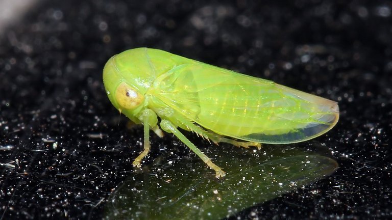 Insects Hemiptera Cicadellidae MV BY Tas 2018-02-01 n1.jpg