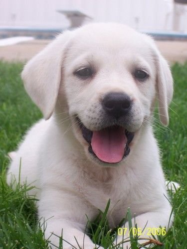 My-dog-Freddy-when-he-was-a-puppy-labradors-11377618-375-500.jpg