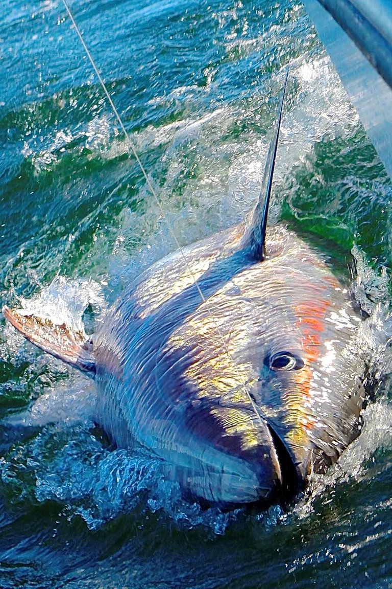 nova scotia bluefin, josh temple_0.jpg