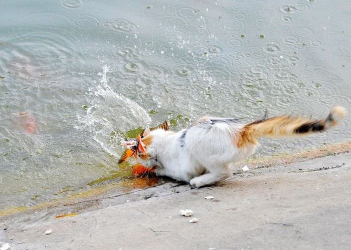 cat-catches-a-huge-goldfish-for-dinner-4.jpg