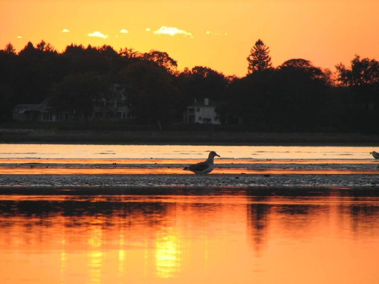 SUNSET GULL 1A.jpg